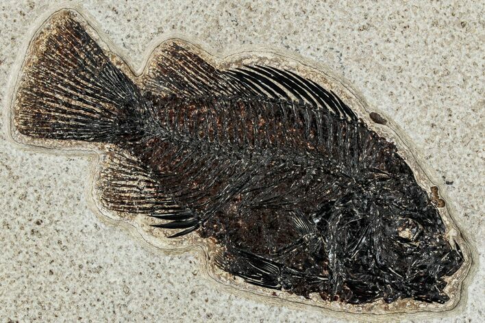 Fossil Fish (Cockerellites) - Wyoming #233900